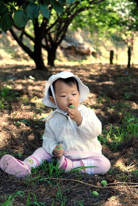 매실밭에서