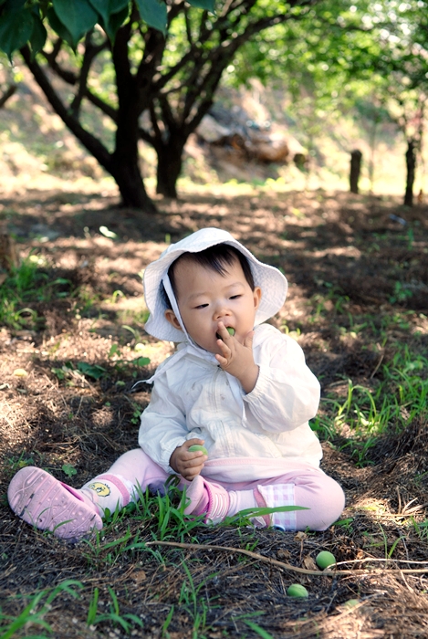 매실밭에서