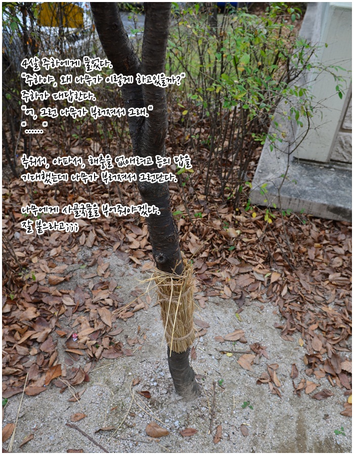 나무는왜